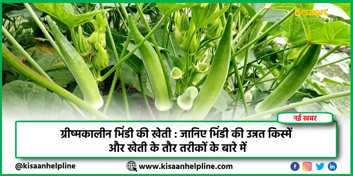 ग्रीष्मकालीन भिंडी की खेती: जानिए भिंडी की उन्नत किस्में और खेती के तौर तरीकों के बारे में